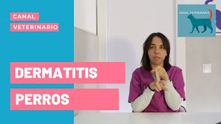 DERMATITIS en PERROS Causas tipos y Tratamientos ✅ [upl. by Yelnet]