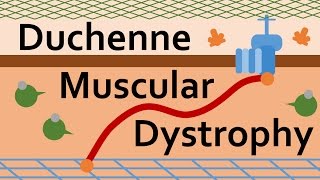 Duchenne Muscular Dystrophy and Dystrophin [upl. by Nahtan]