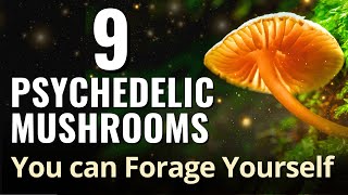 9 Psychedelic Mushrooms You can Forage Yourself [upl. by Assirralc]