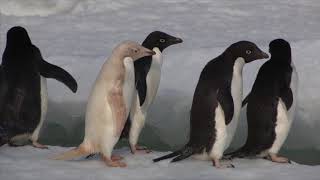 Adelie Penguins in Antarctica 2014 [upl. by Thin]