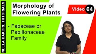 Morphology of Flowering Plants  NEET  Fabaceae or Papilionaceae Family  Neela Bakore Tutorials [upl. by Gnas644]