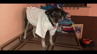 Como fazer roupa pra cachorro com camisa e tesoura [upl. by Ettennaej]