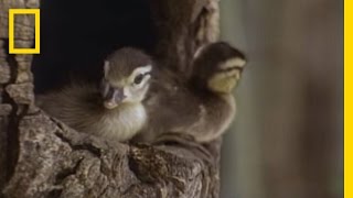 Tiny Ducklings Leap from Tree  National Geographic [upl. by Ilellan]