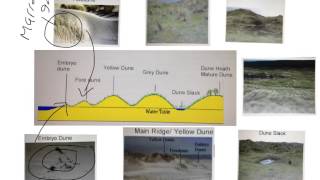 GCSE Sand Dunes formation and characteristics [upl. by Grier299]