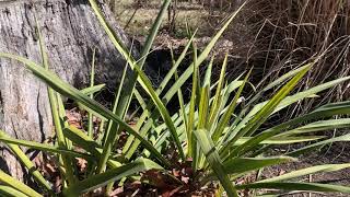 Yucca Plant Profile [upl. by Laira]