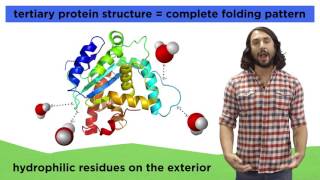 Protein Structure [upl. by Yenwat]