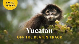 5 Must Do Adventures in the Yucatan Peninsula Mexico [upl. by Nyladnek917]