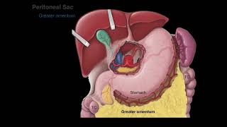 Peritoneum tutorial [upl. by Nythsa840]