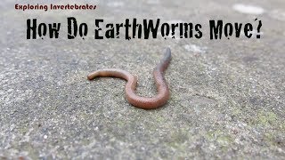 Exploring Invertebrates  How Do Earthworms Move [upl. by Esenej]