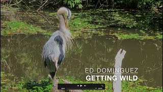 Great Blue Heron [upl. by Anertak]