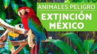 10 animales en PELIGRO DE EXTINCION en MEXICO [upl. by Blasius]