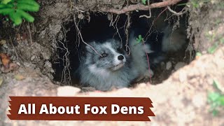 Fox Dens  How to Identify a Fox Den [upl. by Lemon]