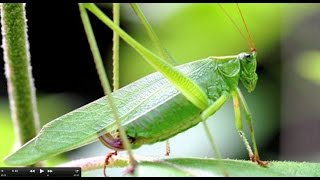 Understanding Insect Sounds Natures Orchestra [upl. by Wrigley80]