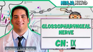 Neurology  Glossopharyngeal Nerve Cranial Nerve IX [upl. by Brand371]