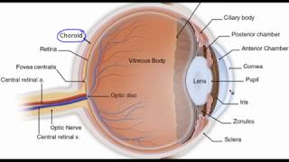 Eye anatomy [upl. by Htrahddis]