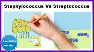 Staphylococcus vs Streptococcus How to differentiate [upl. by Johppah513]