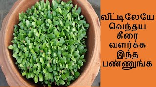 How to grow FenugreekMethi leaves at Home in Tamil  வெந்தய கீரை வளர்க்கும் முறை [upl. by Bortz]