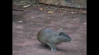 Wild Guinea Pigs Cavia aperea [upl. by Condon]