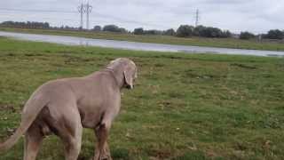 Weimaraner sneak attack [upl. by Tara549]