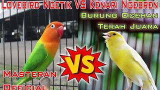 Masteran Lovebird Ngetik VS Kenari Ngebren Untuk Burung Ocehan Terah Juara [upl. by Odraleba801]