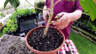 Repotting Hibiscus [upl. by Ahon491]