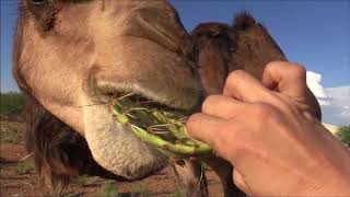 Camel eats cactus in seconds جمل [upl. by Ailana]