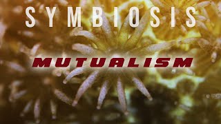 Symbiosis Mutualism [upl. by Mosi17]