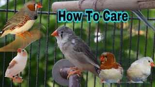 How To Care For Zebra Finches [upl. by Salzhauer474]