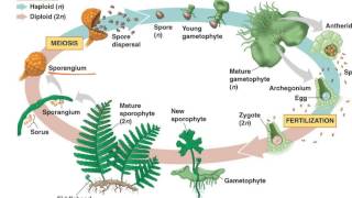 Fern Life Cycle [upl. by Aleak]