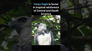 Harpy Eagle  National Bird of Panama [upl. by Samanthia]