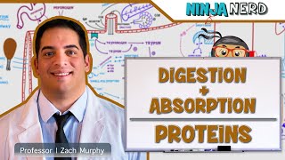 Gastrointestinal  Digestion amp Absorption of Proteins [upl. by Alphonsine842]