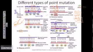 Genetic mutation DNA mutation point mutation [upl. by Nydia]