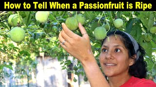 How to Tell When a PASSIONFRUIT is RIPE [upl. by Georgine663]