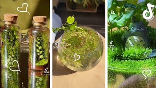 ｢🌿｣ PlantsHerbs Compilation TikTok 1 [upl. by Oberstone]