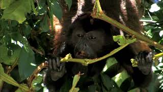 AGUAS TROPICALES  Documental Naturaleza HD 1080p  Grandes Documentales [upl. by Bowles]