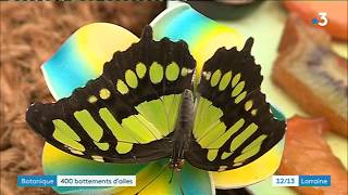 Vivez leffet papillon au Jardin botanique du Grand Nancy [upl. by Quennie]