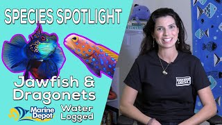 How to Keep Dragonets and Jawfish Species Spotlight with Hilary [upl. by Otilrac193]