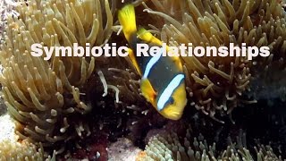 Symbiotic RelationshipsDefinition and ExamplesMutualismCommensalismParasitism [upl. by Anirtik]