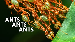 How Do Weaver Ants Build Their Nests ft AntsCanada [upl. by Bently]