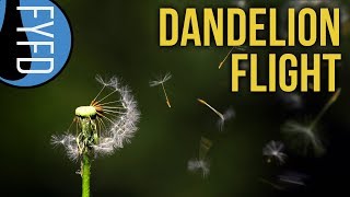 The Extraordinary Flight of Dandelion Seeds [upl. by Ishmul]