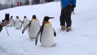 Penguin walk at Asahiyama Zoo Asahikawa Japan 旭山動物園のペンギンの散歩。 [upl. by Moule]