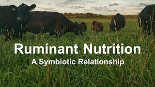 Ruminant Nutrition A Symbiotic Relationship [upl. by Ajad576]