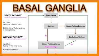 Basal Ganglia Direct vs Indirect Pathways [upl. by Barbur972]