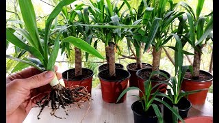 How to propagate Yucca plant from cutting [upl. by Willem]