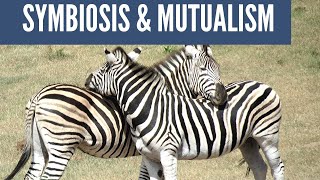 Symbiotic Relationships Mutualism Commensalism Parasitism [upl. by Kast29]