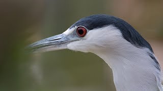 🐧 BlackCrowned Night Heron with Call Sound [upl. by Khano]