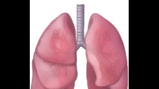 BREATH SOUNDS BRONCHITIS [upl. by Carey]