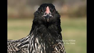 HEN or a ROOSTER How to tell Easter Egger  Ameraucana Pullet [upl. by Ellecrad]