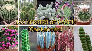 120 SPECIES OF CACTUS Cactaceae [upl. by Erdei]