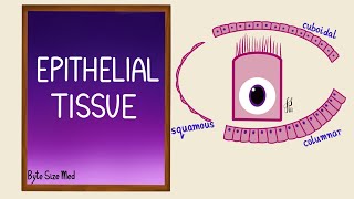 Epithelial Tissue  Epithelial cells  Classification  Histology [upl. by Inavoig]